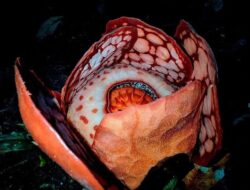 Menguak Fakta-Fakta Menarik Tentang Rafflesia Hasseltii