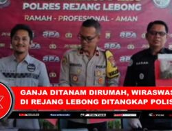 Ganja Di Tanam Dirumah, Wiraswasta Di Rejang Lebong Ditangkap Polisi