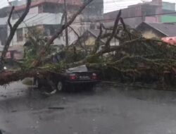 ‎Hujan Deras, Pohon Tumbang Hantam Mobil di Curup